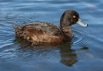 Un fuligule de Nouvelle-Zélande à Hagley Park (Christchurch)&nbsp;(en) en octobre 2020.