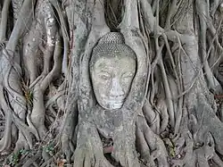 Racines enlaçant la tête d'une statue