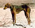 Azawakh mâle au Sahel.