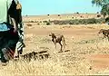 Azawakh dans la nature.