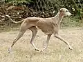 V-Amschisch de Garde-Epée.