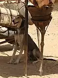 Azawakh mâle de couleur Grizzle au Mali.