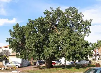 Le sycomore (Ficus sycomorus) était souvent planté pour faire de l'ombre.  Il était également souvent planté près des temples, et son bois était utilisé pour la fabrication de cercueils pour les momies.