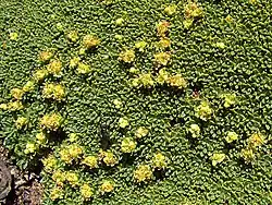 Azorella compacta.