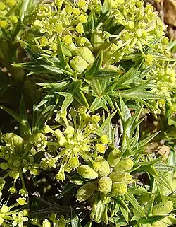 Azorella spinosa.