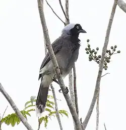 Cyanocorax heilprini