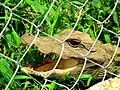 Bébé_crocodile