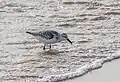 Bécasseau Sanderling plage de Radès