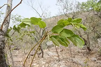 Feuilles (Bénin).