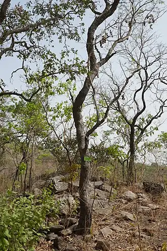 Prosopis africana