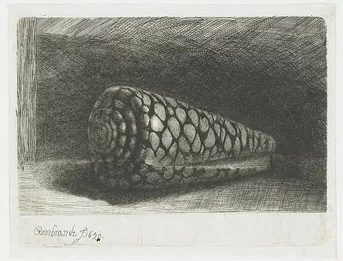 Le Coquillage(1650, Rijksmuseum Amsterdam).