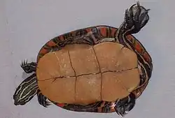 C. p. dorsalis retournée sur le dos présentant son plastron jaune mat sans taches. La tortue est posée sur un fond blanc