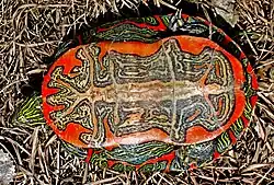 C. p. bellii retournée dans l'herbe : le plastron présente un motif rouge vif marqué de noir et de blanc.