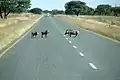 Des phacochères traversent la route.
