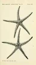 Echinaster stereosomus