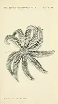 Coscinasterias gemmifera, une espèce australienne de validité incertaine.