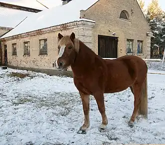 L'alezan, souvent avec des crins lavés et des marques blanches, comme ici, est la robe la plus fréquente.
