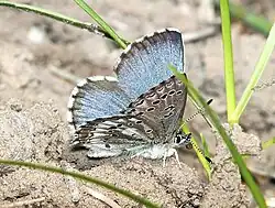 Glaucopsyche piasus