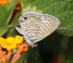 Leptotes marina