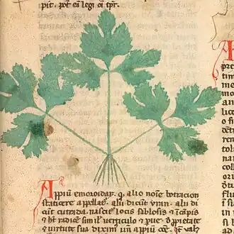 Dessin précis  d'une plante avec de fines racines fasciculées et trois feuilles, dont les nervures en réseau apparaissent plus foncées.