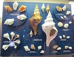 Spécimens albinos de coquillages locaux (dont un de Pleuroploca gigantea).