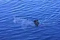 …et les différences sont accentuées quand le requin pèlerin chasse le plancton la gueule béante.