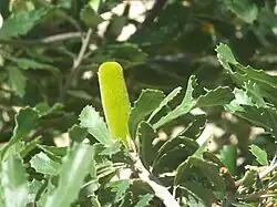 Inflorescence en bouton