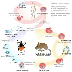 Babesia : cycle de vie.