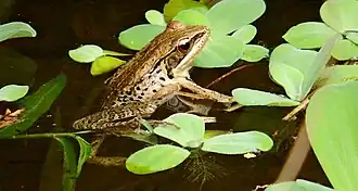 Description de l'image Babina adenopleura.jpg.