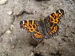 Araschnia levana