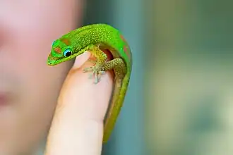 Jeune individu sur un doigt.