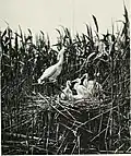 Nid de spatules blanche en Irlande (1912).