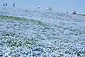 Nemophila&nbsp;(en) en avril