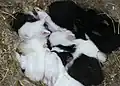 Nid de lapins.