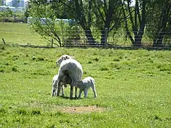 Mouton