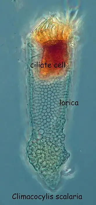 Climacocylis sp. (Metacylididae).