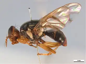 Description de l'image Bactrocera frauenfeldi lateral.jpg.