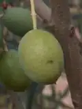 Jeune olive fraichement parasitée.