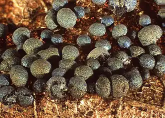 Badhamia dubia