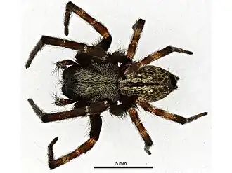 Description de l'image Badumna longinqua.jpg.