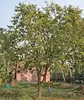 arbre à Narendrapur près de Kolkata, Bengale, Inde.