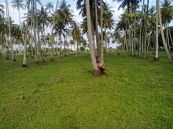 Cocotiers.