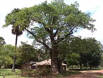 Bagaya