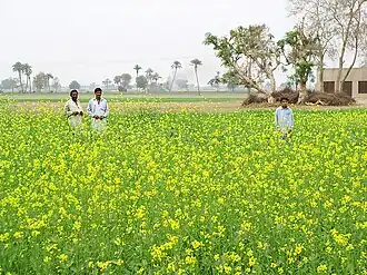 Bahawalnagar