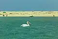 Pelican du Parc national de la Langue de Barbarie