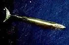 Rorqual de Bryde