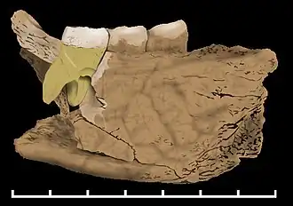 Fragment de mandibule de Mala Balanica, Serbie, 400 à 500 ka.