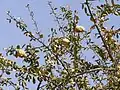 Le dattier du désert (Balanites aegyptiaca), arbre endémique de la région sahélienne et du nord Cameroun, intervient dans de nombreuses utilisations humaines (feuilles et fruits comestibles, savons, huile, etc.) ainsi que comme fourrage pour les animaux.