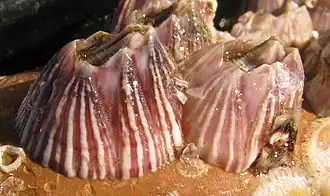 Balanus trigonus
