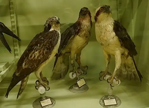 Balbuzards.